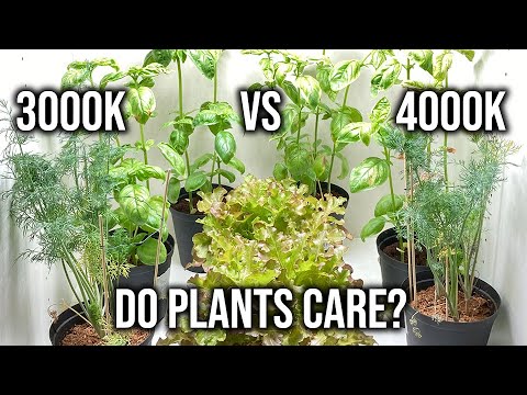 3000K vs 4000K LED Grow Light: Effect On Indoor Herb Garden (Basil, Dill, Lettuce)