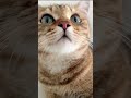 Chat Mignon Qui Miaule 仆 棲 Chat Mignon Qui Miaule 仆 棲