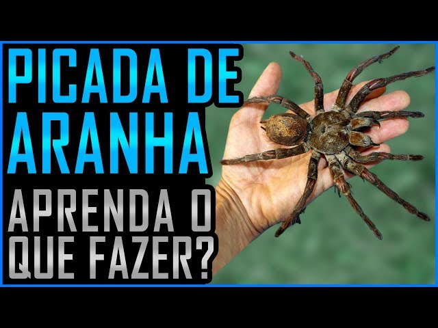 Significado de sonhar com picada de aranha. Venha descobrir!