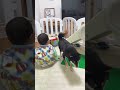 豆柴と1歳赤ちゃんは寝る時いつもいっしょ!【柴犬】#Shorts