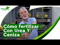 Cómo Fertilizar Con Urea y Ceniza - Somos Campo.Tv