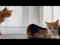 箱を気に入りすぎて先住猫の邪魔をする子猫【子猫成長日記#20】