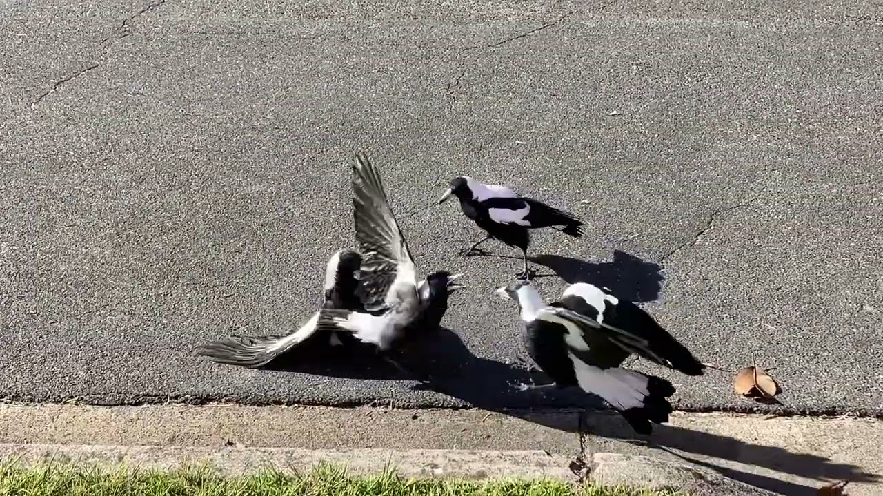 Magpies fighting