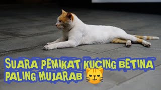 SUARA KUCING BIRAHI PEMIKAT KUCING BETINA KAWIN PALING AMPUH MUJARAB