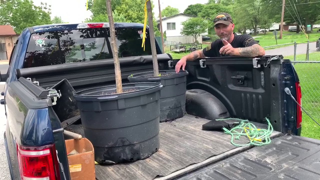 How To Plant A Potted Tree In Your Backyard / TIMELAPSE YouTube