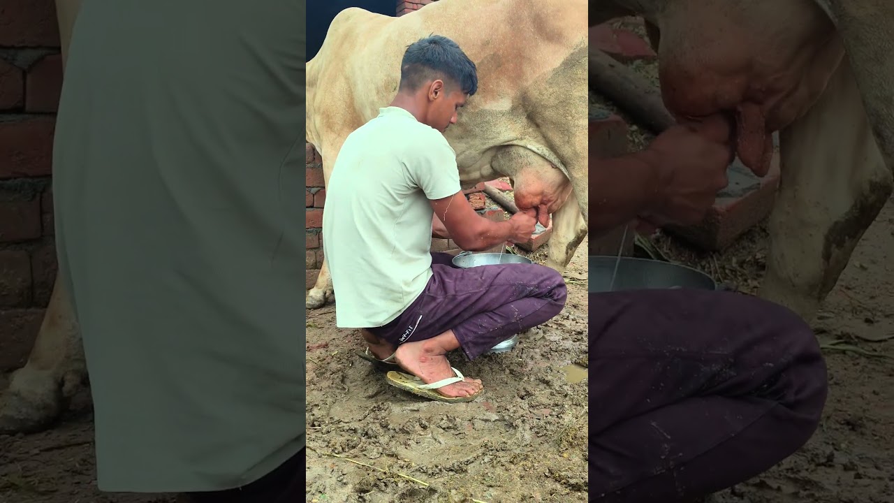 देसी life||#dairyfarm #work #viralshort #shorts #new