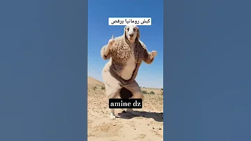 نشري كبش تاع رومانيا 