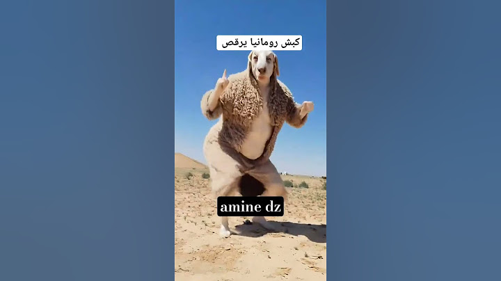 نشري كبش تاع رومانيا ❤😍