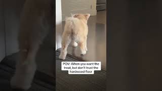 @fuzzbuzzmilo: Jokes on you physics. #dog #doglover