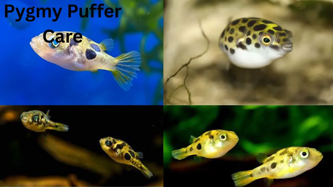 Pygmy Puffer Care - Day 11 of fishmas