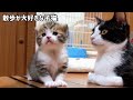 小さい頃から散歩好きだった子猫