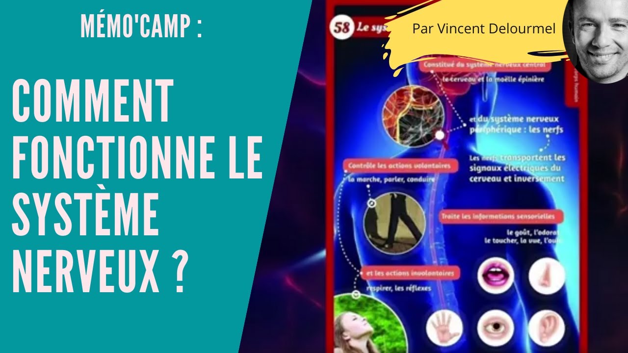 Comment fonctionne le SYSTÈME NERVEUX ? - YouTube
