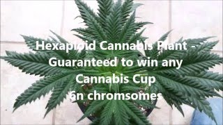 How to Grow Quads (Premium Medical Marijuana)