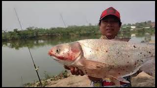 เล่น ปลาจีนใหญ่ใจต้องนิ่ง หนองร่องห้า ร่องบง เชียงแสน 24/04/67
