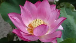 Buddha Teachings By Master Siriwardana