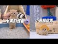 智商堪忧小奶猫的荒谬喵生 小黄 小奶貓成長記 智商堪忧小奶猫的荒谬喵生 小黄 小奶貓成長記
