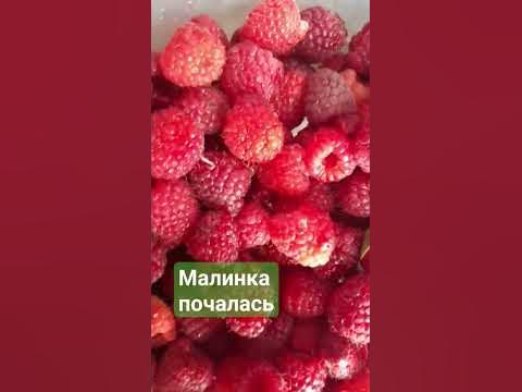 Малиновий бум розпочався #малина #малиновевареня #фрукти #закрутки ...
