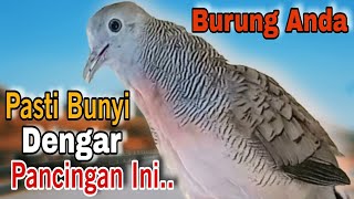 Perkutut lokal gacor pancingan agar burung perkutut cepat GACOR dan BUNYI