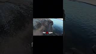 Sjøørret nr 2 på tailwalk light gamer tz #jaktiajessheim #duo #tailwalk #daiwa