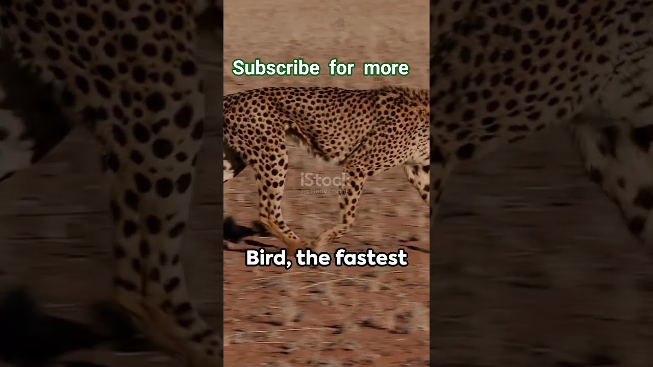 Top 5 Fastest Animals In The World 2025 Top10facts Facts