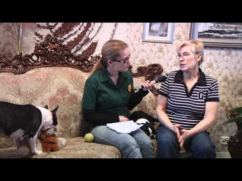 Video: Bostoninterrieri Rotu Koirarotu Hypoallergeeninen, Terveys Ja Elinaika