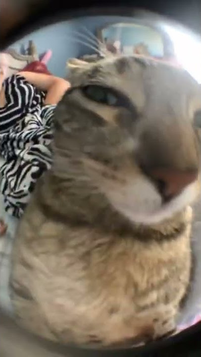 Mentahan Background Kucing 🐱#shorts #kucing #mentahan #tiktok