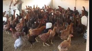 Basic Requirement of Poultry Farming in North East India