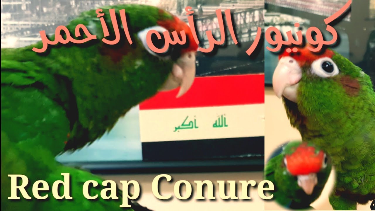 Red capConure       كونيور الرأس الأحمر