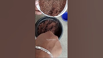 Growing Pear Fruit Tree From Seed 🫒 #Pear #নাশপাতি #grafting #mansoon 💐#gardening #Cutting #amazing
