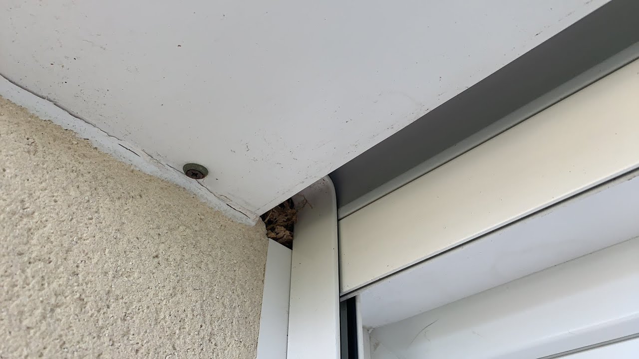 Guêpes et Frelons dans  volet roulant - Attention quelques info