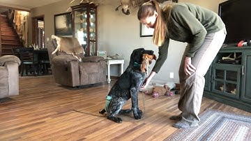 Force Fetch Tutorial for JGHV Dog Owners - Day 6 with Deutsch Drahthaar