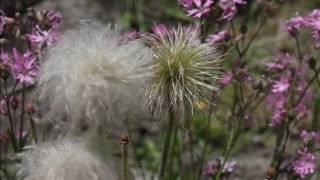 Watch What Happens Chromaticharmonica