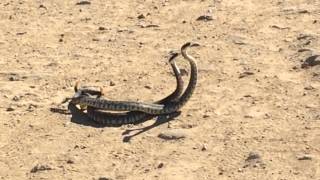 Snakes In Love