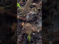 Day 5 : We have a Sprout🌱 🥳Tiny start. #bittergourd #dailyupdates #hobby #plants #seedlings