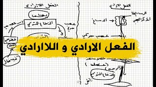 اقوى شرح عن مخططات الحركات الارادية و اللاارادية للسنة الرابعة متوسط