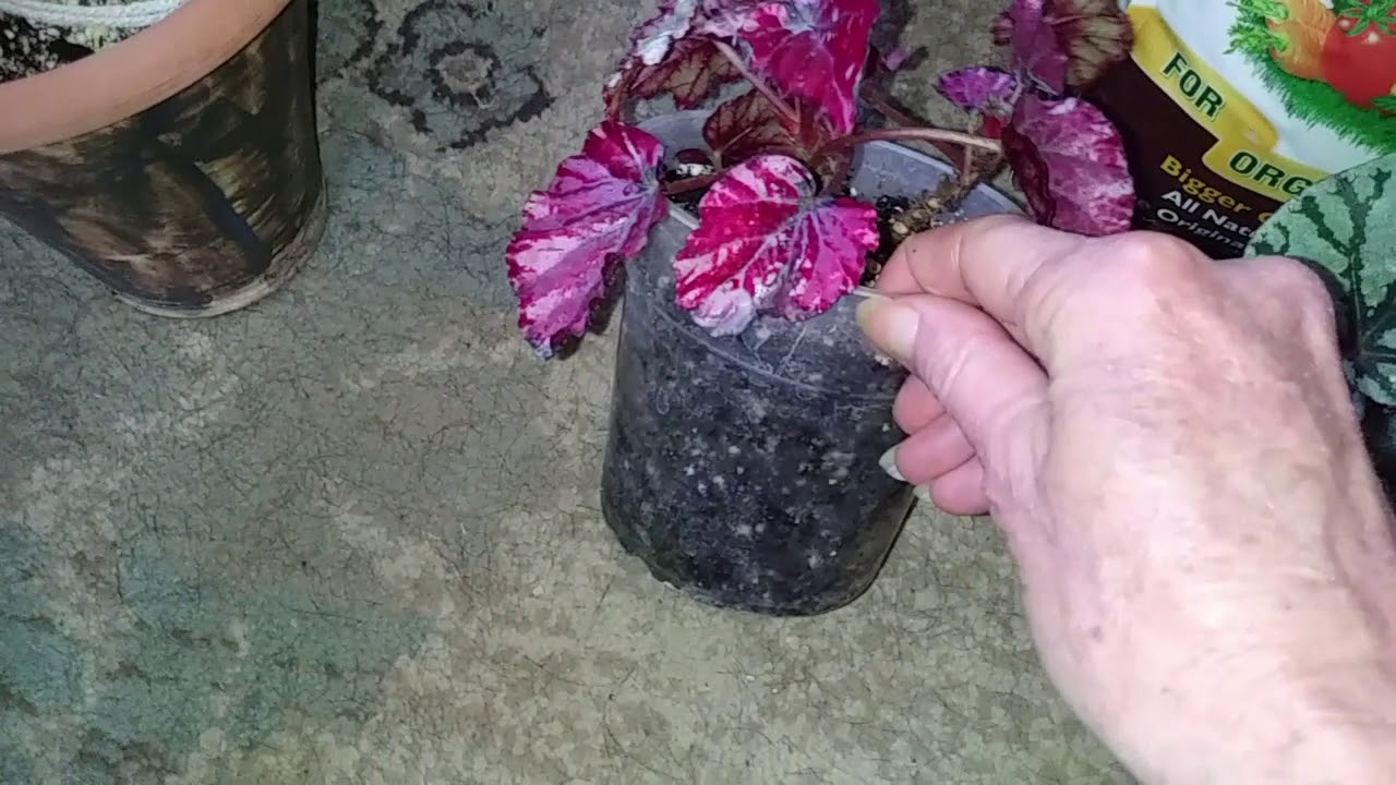 Begonia Care 