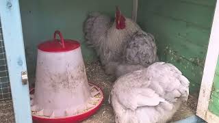 Pekin Bantams, Lavender Pekins, Backyard Chickens, Bantam Chickens!