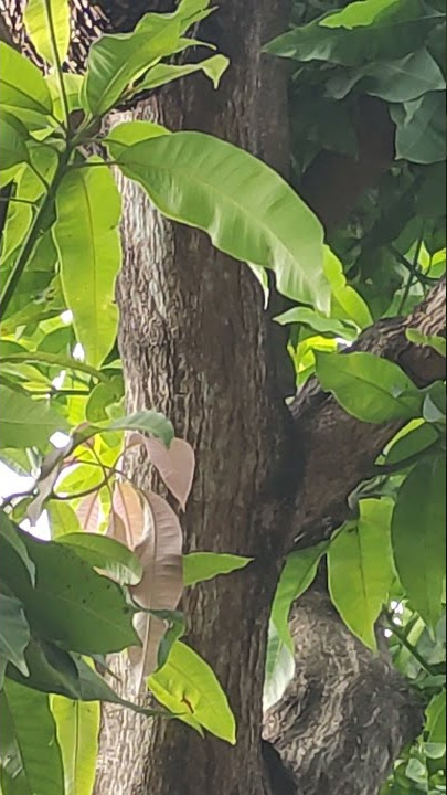 sarang lebah madu liar di pohon mangga depan rumah