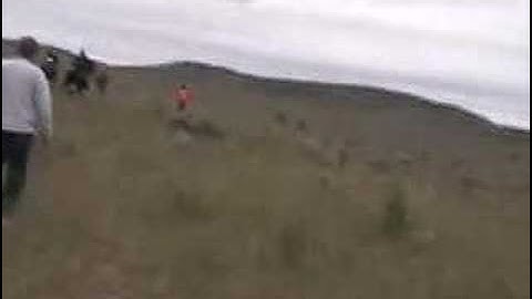 AKC Walking Field Trial Madras Oregon