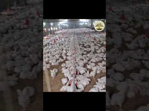 خلاصه از روز بیست و نهم جوجه طیور مرغ