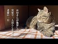 実家で一人暮らしをする猫（ミコ）休日の朝と夜のお世話に密着！