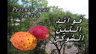 Prickly Pear Cactus Fruit || تعرف على فاكهة التين الشوكي