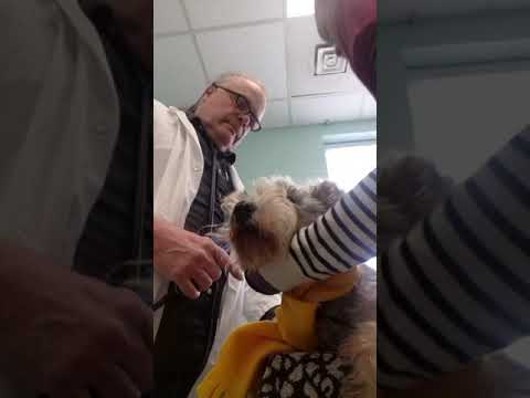 MY DOG'S LAST DAYEuthanasia - YouTube