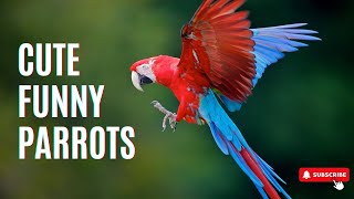 Cute Funny Parrots and Birds by Ha Ha Animal 1 view 8 months ago 10 minutes, 37 seconds