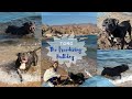 TORO THE FREEDIVING DOG: Talented English Bulldog can swim and hold his breath over 10 seconds/Dahab