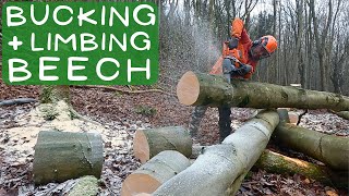 BUCKING UP TREES + DEAD HEDGING using @husqvarna 550XP Mark 2 || WILDLIFE POND in the WOODS Part 2