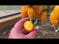 Бесподобный вкус! Томат Золотая Канарейка. Урожай 2021 года
