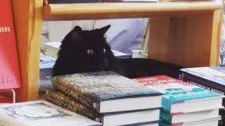 ある日突然本屋さんに現れた野良猫。そこで自分の居場所を見つけて幸せに暮らす。