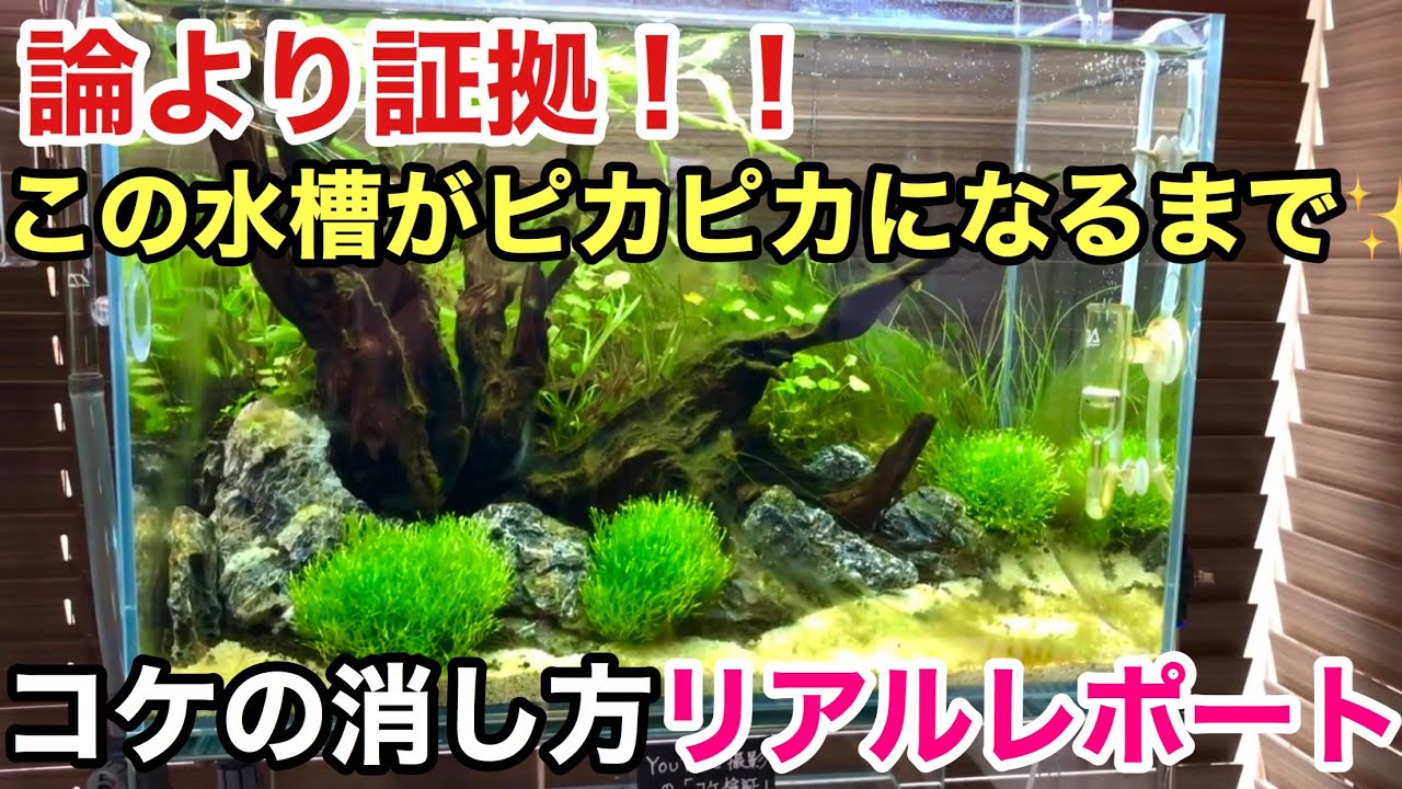 コケだらけの水草水槽を１週間で全部綺麗に消す方法 立ち上げ直後のコケ対策 液肥の使い方 Adaネイチャーアクアリウム初心者セッティング ヤマトヌマエビとミナミヌマエビ オトシンクルスで藻類駆除 Youtube