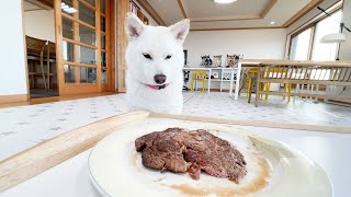 What If We Leave Our Dogs with Steak in the Room LOL